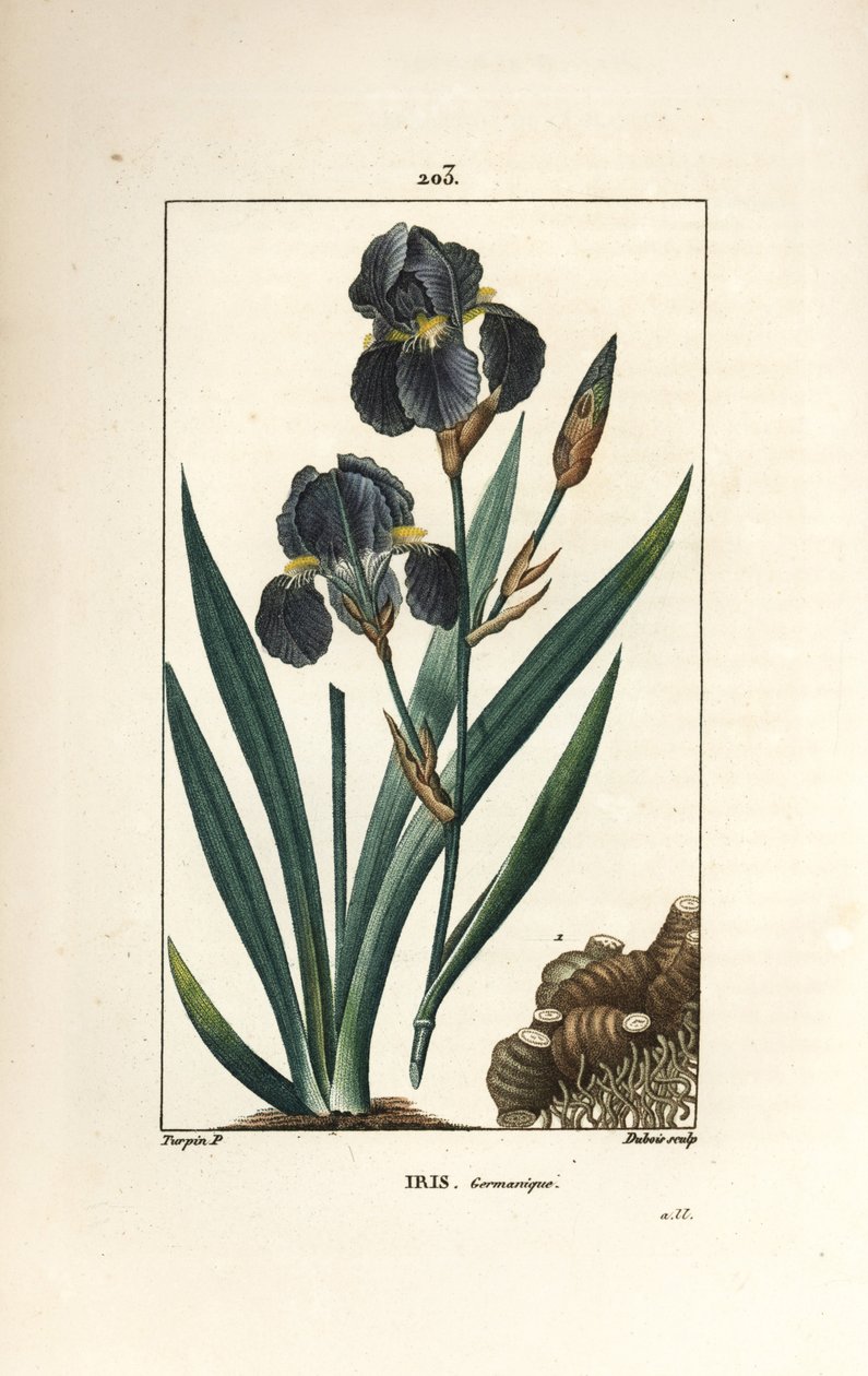 Saksalainen iiris tai puutarhaiiris - Blue flower de luce, Iris germanica, lehti, kukka ja juuri. Dubois