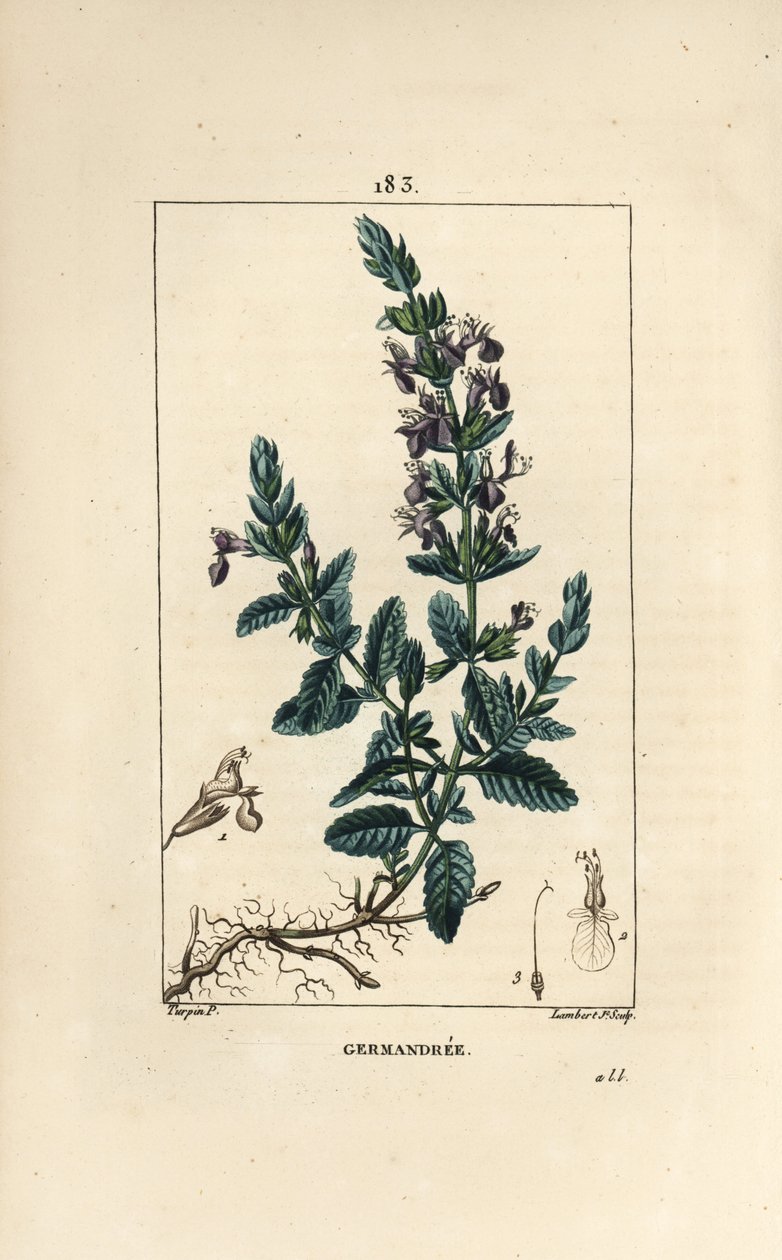 Germandree petit tammi - Germander, Teucrium chamaedrys. Lambert Juniorin käsinvärinen pistekuparikaiverrus Pierre Jean-Francois Turpinin piirustuksesta Chaumetonista, Poiret