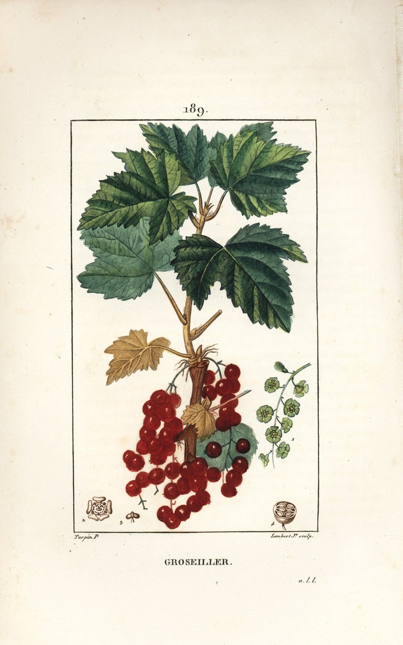 Gooseillier a -terttuja - Punaherukka, Ribes rubrum, lehtiä, varsia, hedelmiä ja kukkia. Lambert Juniorin käsinvärinen pistekuparikaiverrus Pierre Jean-Francois Turpinin piirustuksesta Chaumetonista, Poiret