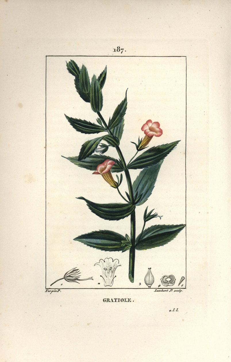 Gratiole officinale tai Grace de dieu, Grace au köyhä mies, Petite digitale - Hedge-iisopit, Gratiola officinalis. Lambert Juniorin käsinvärinen pistekuparikaiverrus Pierre Jean-Francois Turpinin piirustuksesta Chaumetonista, Poiret