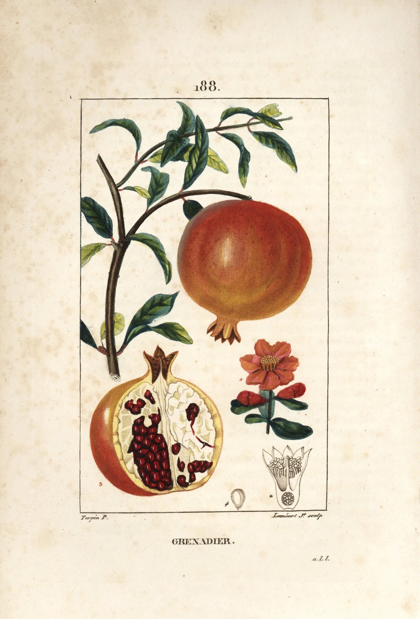 Grenadier - Granaattiomenapuu, Punica granatum, jossa on lehtiä, kukkia, hedelmiä ja hedelmiä, joissa näkyy siemeniä. Lambert Juniorin käsinvärinen pistekuparikaiverrus Pierre Jean-Francois Turpinin piirustuksesta Chaumetonista, Poiret