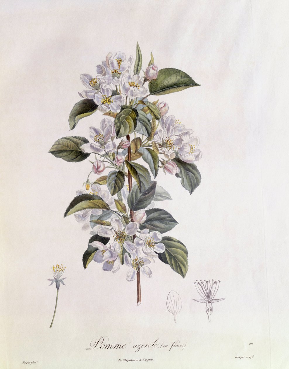 Orapihlaja (Crataegus azarolus) kukka Henry Louis Duhamel du Monceau, Pierre Jean Francois Turpinin kasvitieteellinen levy tekijältä Pierre Jean Francois Turpin