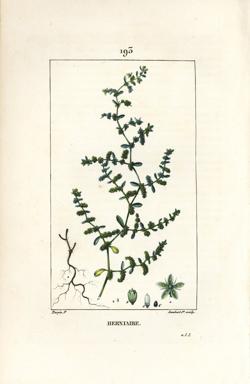Herniary glabrous tai turquette - Rupture wort, Herniaria glabra. Lambert Juniorin käsinvärinen pistekuparikaiverrus Pierre Jean-Francois Turpinin piirustuksesta Chaumetonista, Poiret