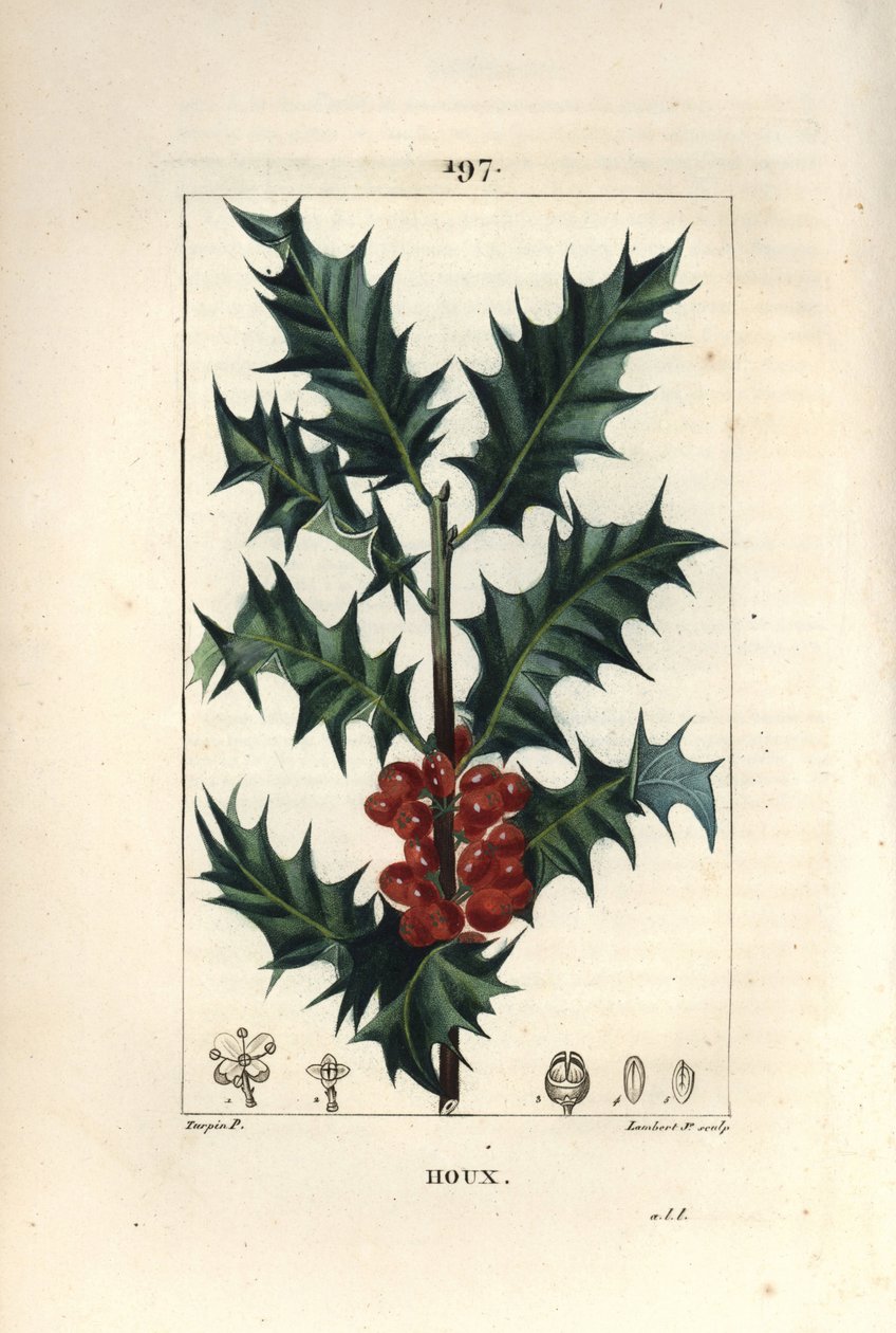 Holly - Holly, Ilex aqualifolium, piikkilehdillä ja punaisilla marjoilla. Lambert Juniorin käsinvärinen pistekuparikaiverrus Pierre Jean-Francois Turpinin piirustuksesta Chaumetonista, Poiret