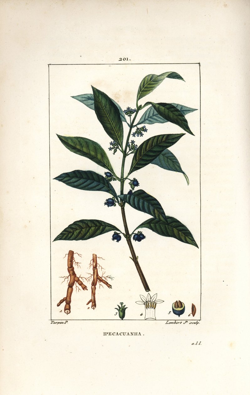 Ipeca tai Ipecacuana - Ipecacuanha, Psychotria emetica, lehtiä, kukkia ja juuria. Lambert Juniorin käsinvärinen pistekuparikaiverrus Pierre Jean-Francois Turpinin piirroksesta Chaumetonista, Poiret