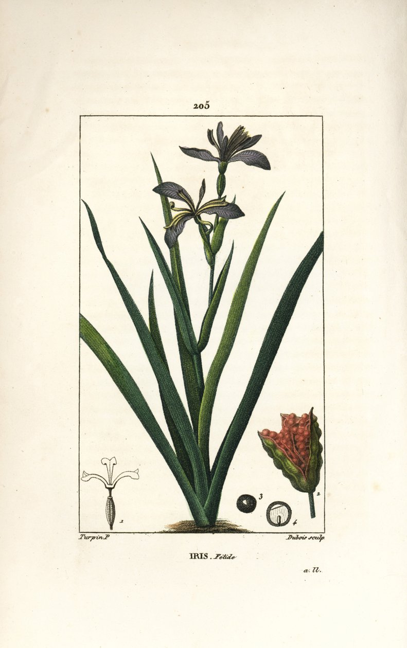 Iris fetide tai iirisjalka, haiseva iiris - Haiseva iiris, Iris foetida, jossa kukka, lehti ja siemenpalko. Dubois