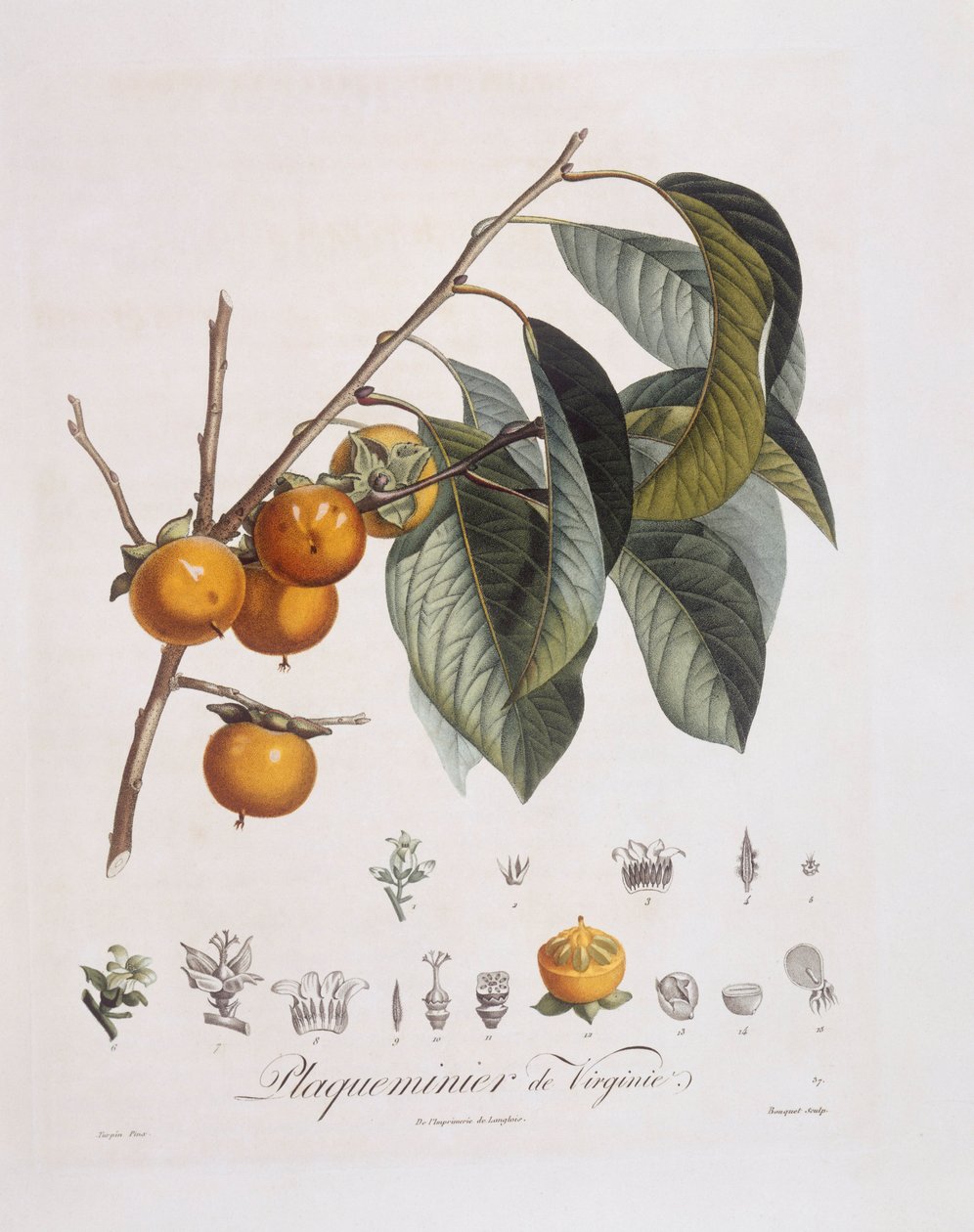 Japanilainen kaki tai kaki (Diospyros kaki), Henry Louis Duhamel du Monceau, Pierre Jean Francois Turpinin kasvitieteellinen levy tekijältä Pierre Jean Francois Turpin