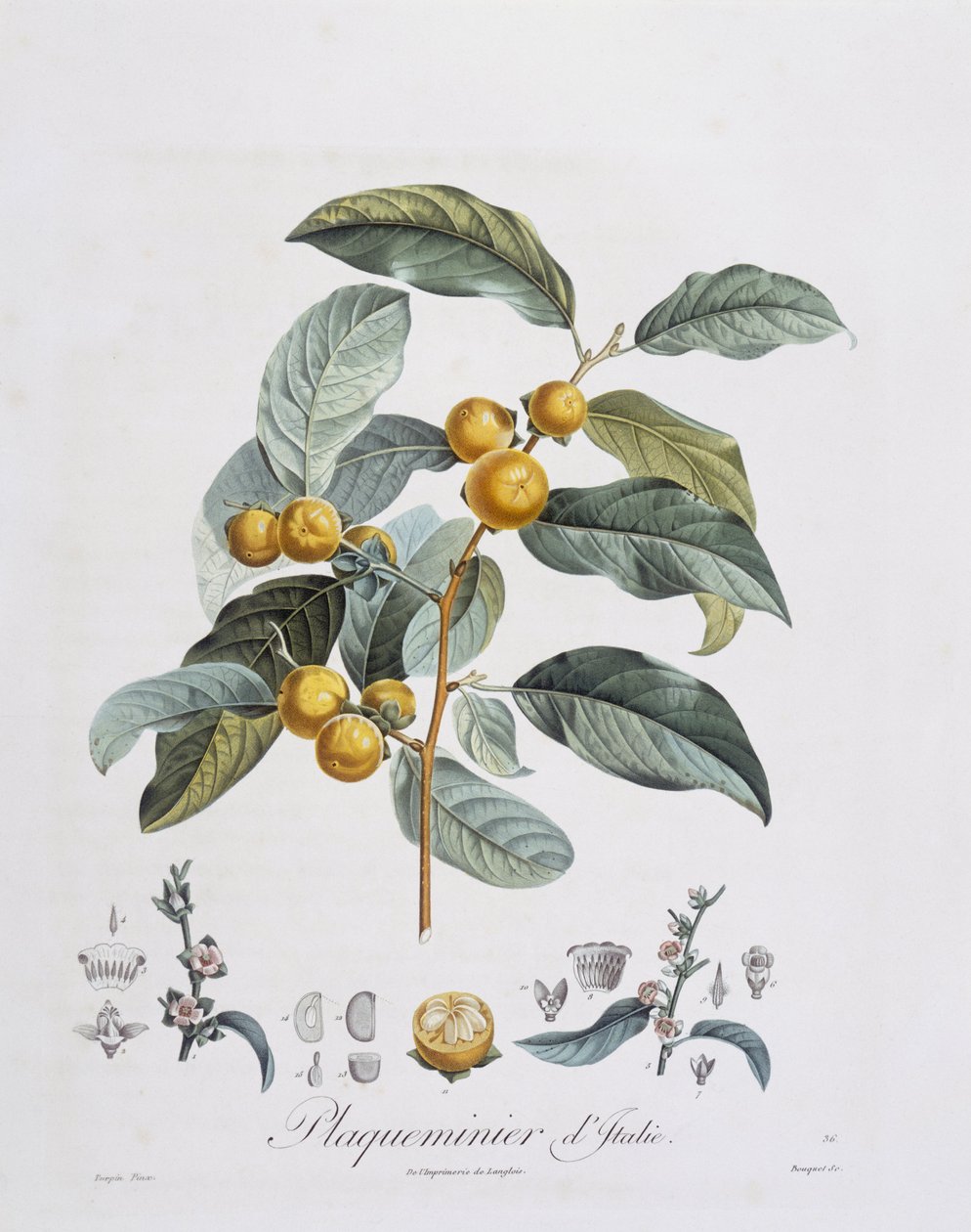 Japanilainen kaki tai kaki (Diospyros kaki), Henry Louis Duhamel du Monceau, Pierre Jean Francois Turpinin kasvitieteellinen levy tekijältä Pierre Jean Francois Turpin