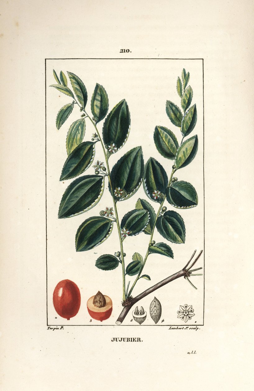 Jujubier tinktuura äiti - Jujube puu, Rhamnus zizyphus, kukka, lehti ja hedelmä osassa. Lambert Juniorin käsinvärinen pistekuparikaiverrus Pierre Jean-Francois Turpinin piirroksesta Chaumetonista, Poiret