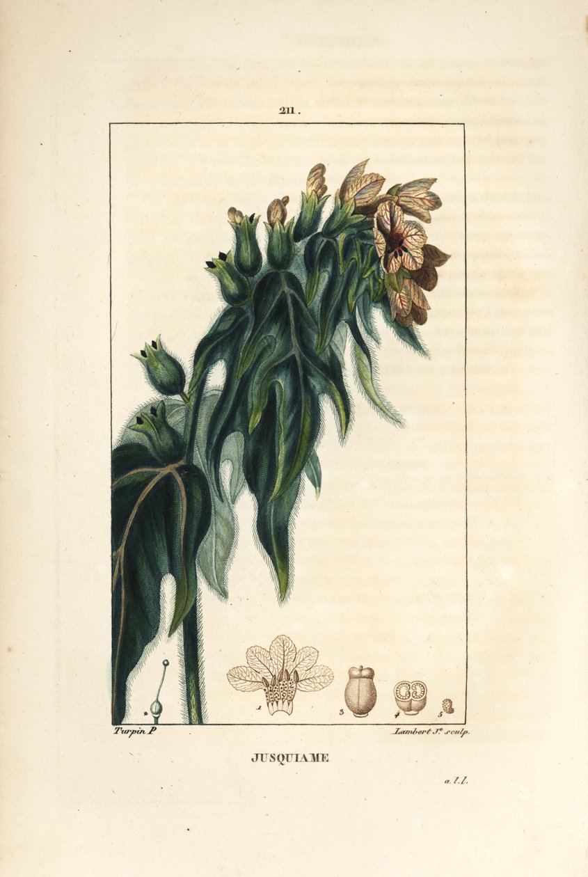 Jusquiame - Poison hanbane, Hyoscyamus vulgaris, kukka, lehti ja siemen. Lambert Juniorin käsinvärinen pistekuparikaiverrus Pierre Jean-Francois Turpinin piirustuksesta Chaumetonista, Poiret