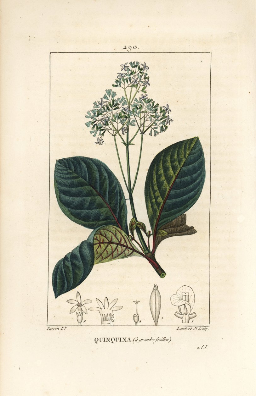 Ladenbergia oblongifolia (Cinchona magnifolia), jossa on kukka, oksa, lehti ja siemen. Lambert Juniorin käsinvärinen pistekuparikaiverrus Pierre Jean-Francois Turpinin piirustuksesta Chaumetonista, Poiret