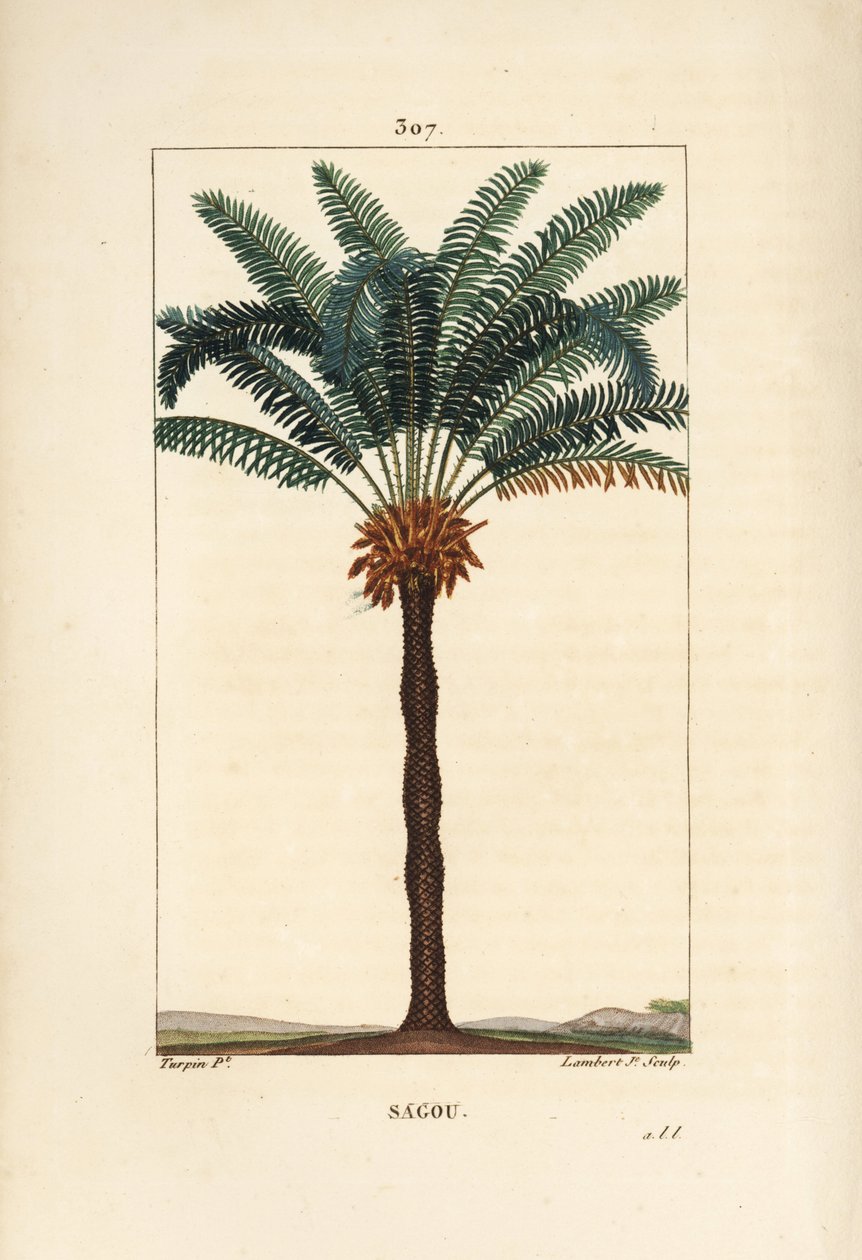 Suuri oksa tai suuret cycas - kuningatarsago, Cycas circinalis, jossa näkyy lehtiä, siemeniä ja runkoa. Uhanalainen palmu. Lambert Juniorin käsinvärinen pistekuparikaiverrus Pierre Jean-Francois Turpinin piirustuksesta Chaumetonista, Poiret