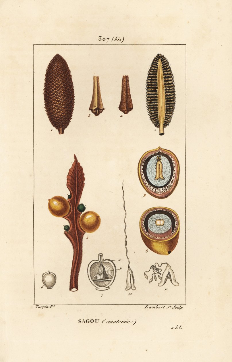 Suuret oksat tai suuret cycas-siemenet - Queen-sago, Cycas circinalis, jossa siemen ja leikkaus. Uhanalainen. Lambert Juniorin käsinvärinen pistekuparikaiverrus Pierre Jean-Francois Turpinin piirustuksesta Chaumetonista, Poiret