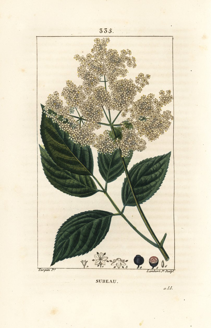 Iso seljanmarja tai mustaselja - Tavallinen selnikko, Sambucus nigra. Lambert Juniorin käsinvärinen pistekuparikaiverrus Pierre Jean-Francois Turpinin piirroksesta Chaumetonista, Poiret