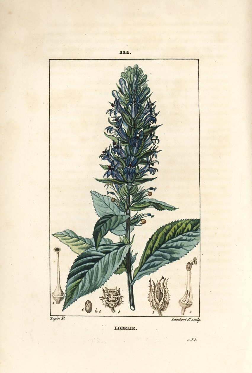Suuri lobelia tai siphilitic lobelia - Sininen kardinaalin kukka, Lobelia syphilitica. Lambert Juniorin käsinvärinen pistekuparikaiverrus Pierre Jean-Francois Turpinin piirroksesta Chaumetonista, Poiret