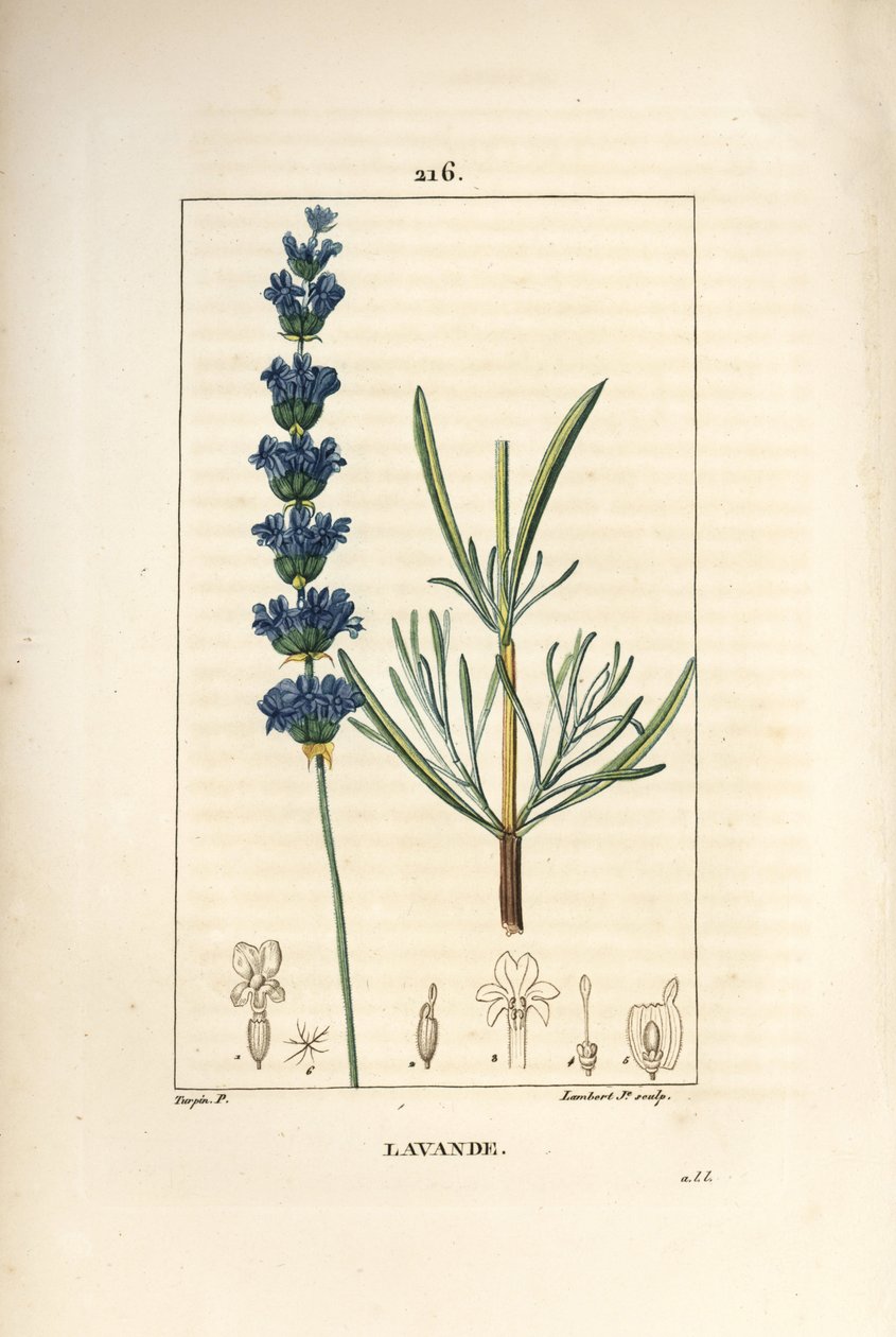 Lavender aspic - Lavender, Lavendula spica. Lambert Juniorin käsinvärinen pistekuparikaiverrus Pierre Jean-Francois Turpinin piirustuksesta Chaumetonista, Poiret