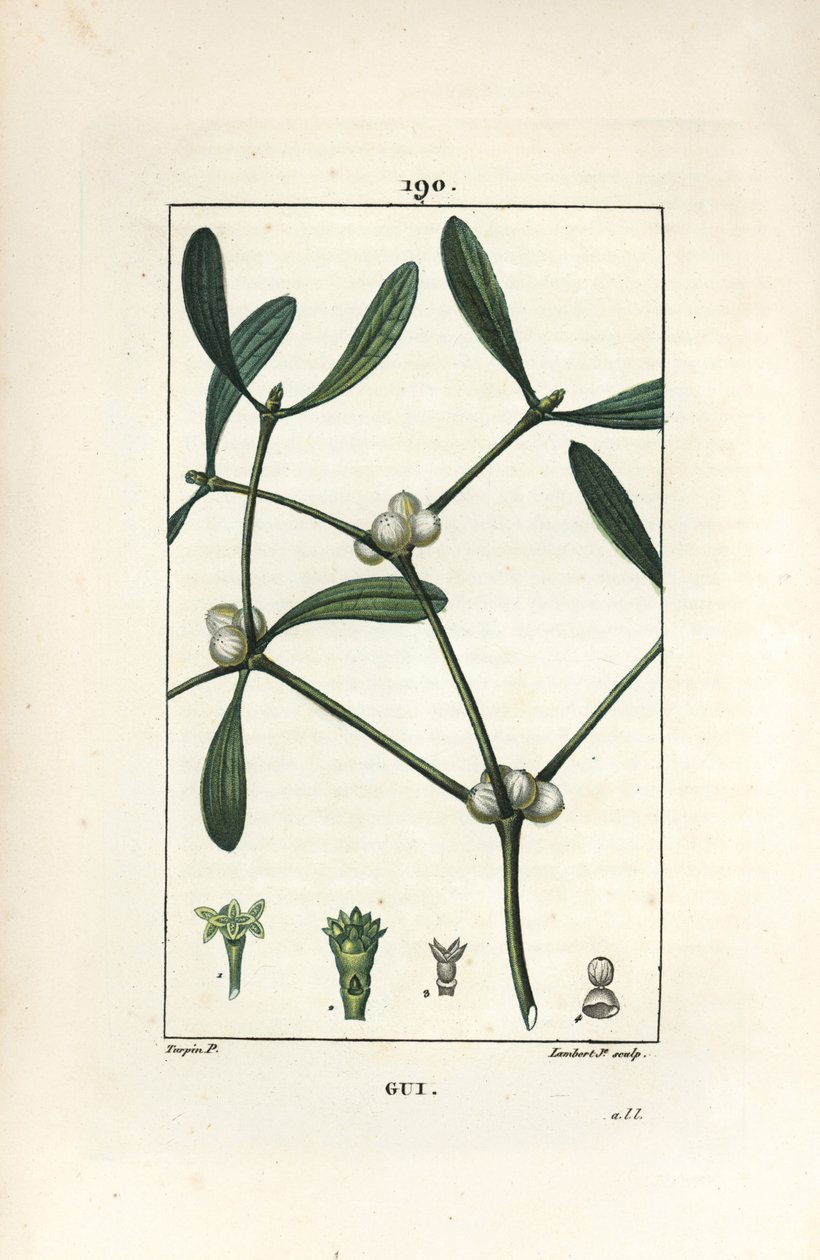 Lehtinen misteli - Misteli, Vissperm albumi. Lambert Juniorin käsinvärinen pistekuparikaiverrus Pierre Jean-Francois Turpinin piirustuksesta Chaumetonista, Poiret