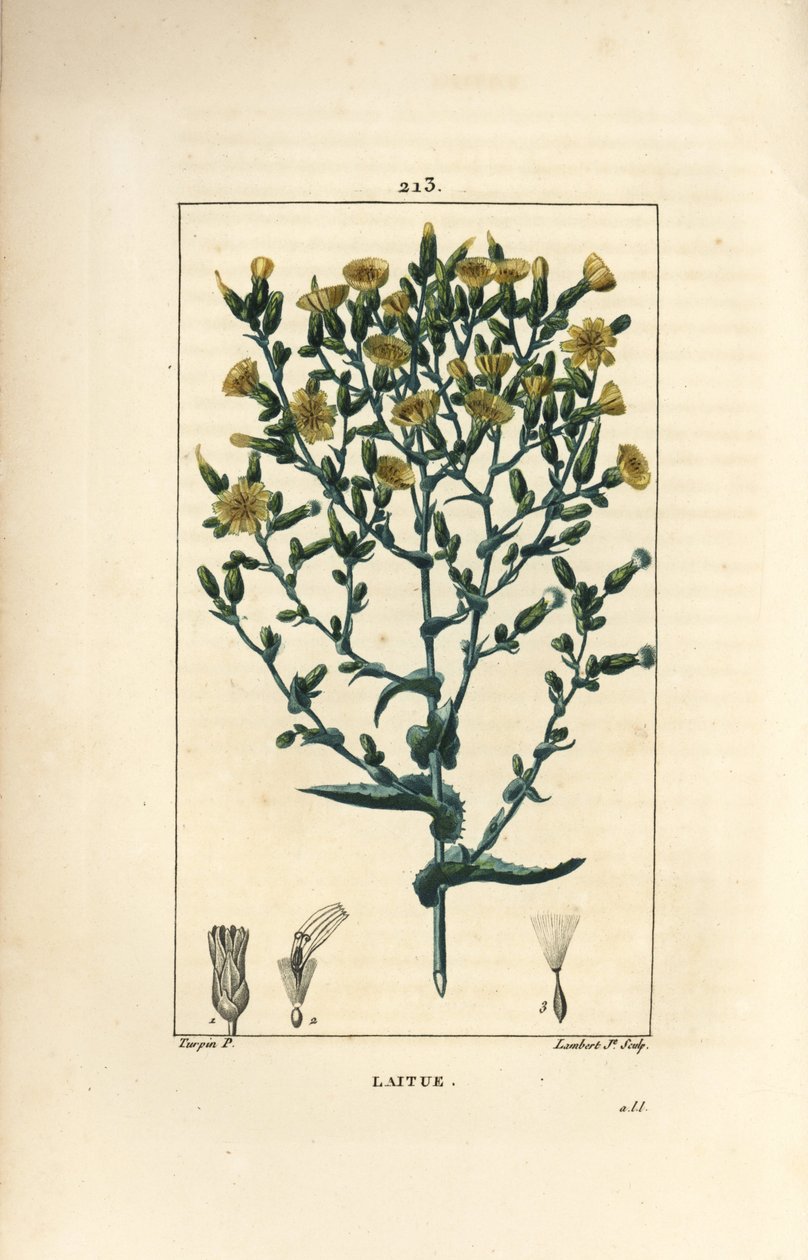 Salaatti - salaatti, Lactuca sativa. Lambert Juniorin käsinvärinen pistekuparikaiverrus Pierre Jean-Francois Turpinin piirustuksesta Chaumetonista, Poiret