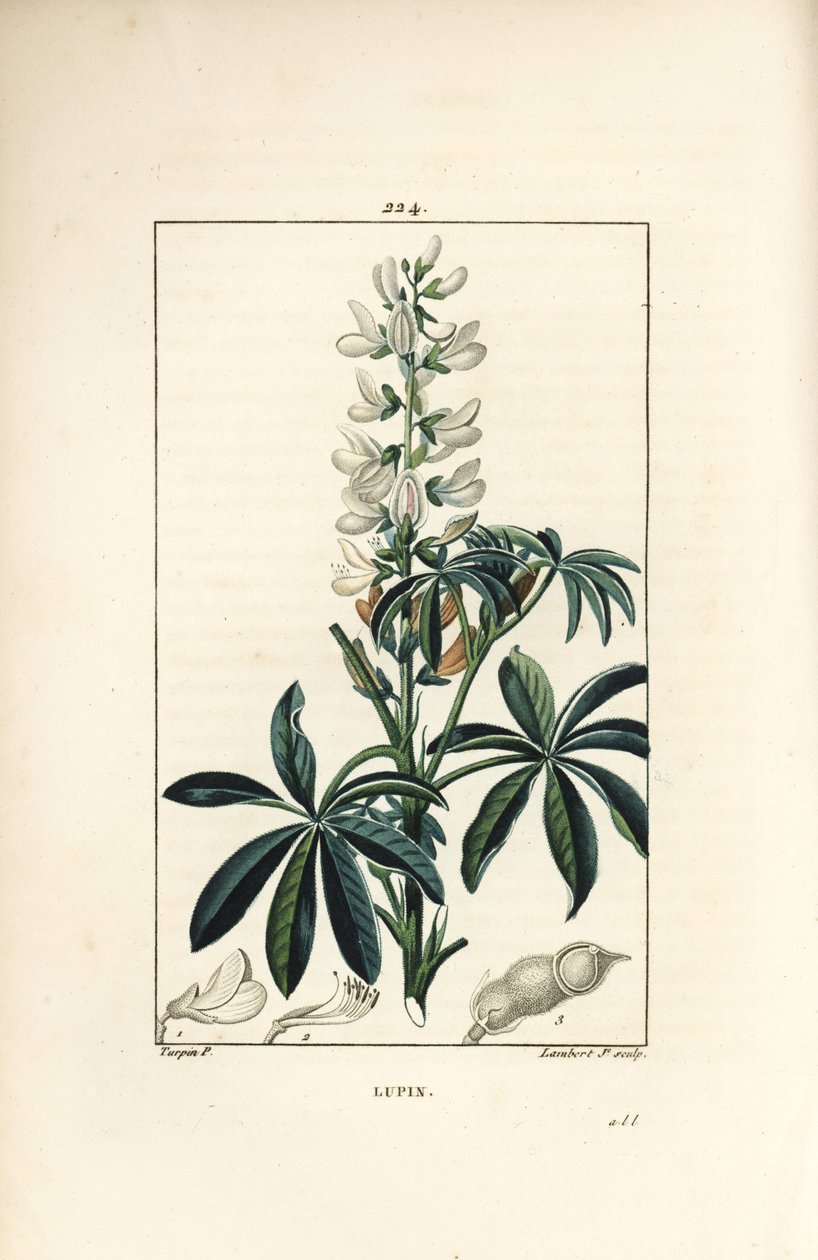 Lupiini - Valkoinen lupiini, Lupinus sativus. Lambert Juniorin käsinvärinen pistekuparikaiverrus Pierre Jean-Francois Turpinin piirustuksesta Chaumetonista, Poiret