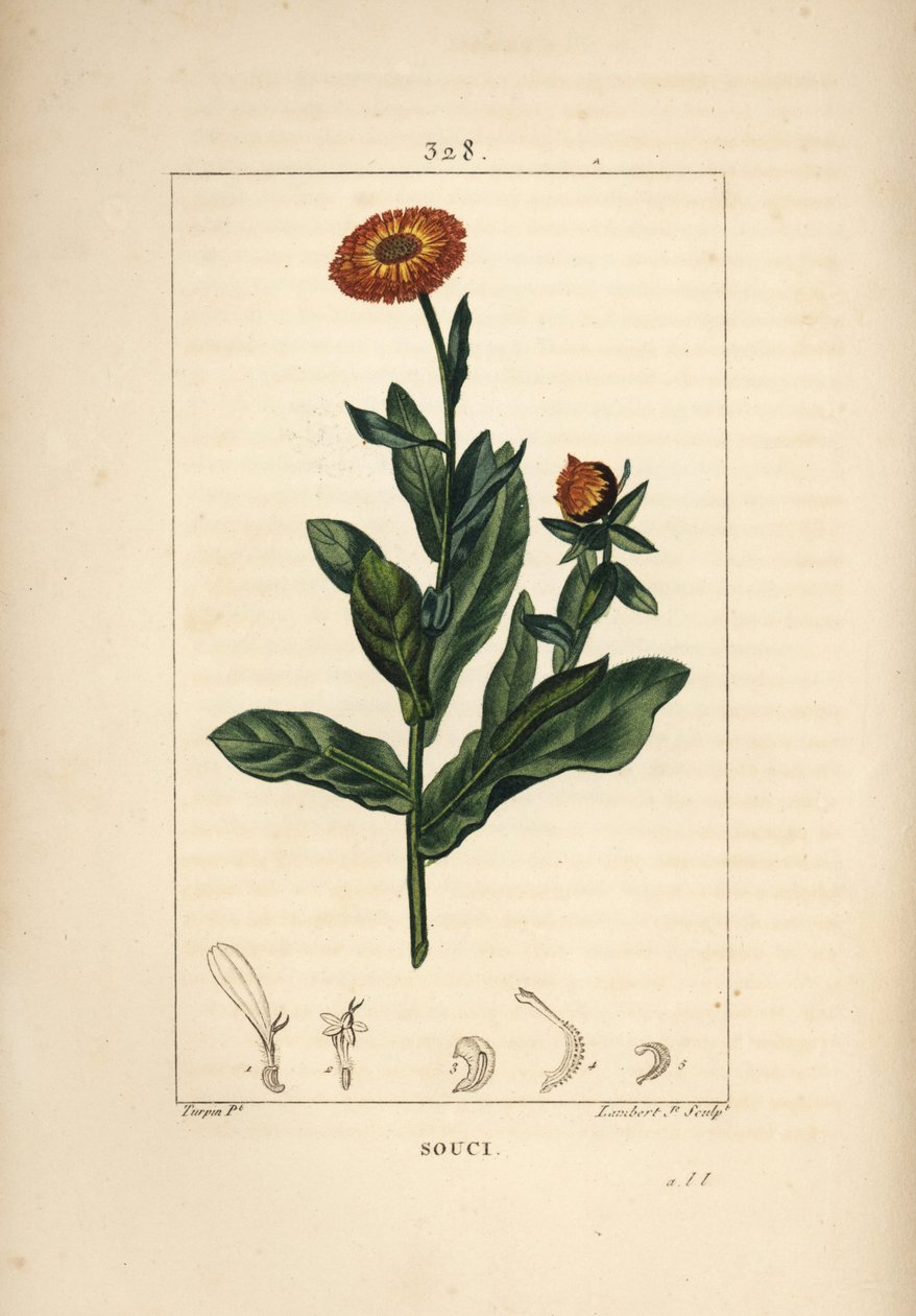 Kehäkukka, Calendula officinalis, kukka, lehti ja varsi. Lambert Juniorin käsinvärinen pistekuparikaiverrus Pierre Jean-Francois Turpinin piirustuksesta Chaumetonista, Poiret