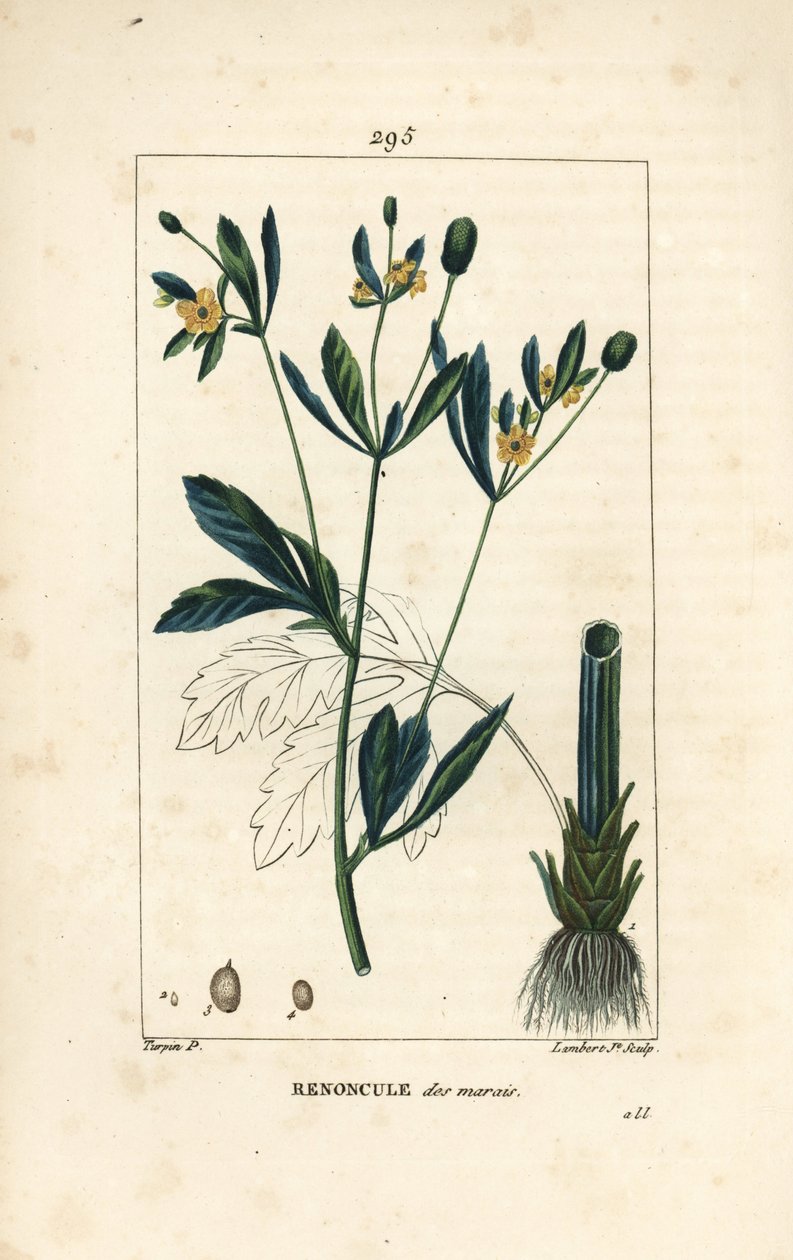 Marsh caltha, suopopulaatio tai vesikehäkukka - Suo kehäkukka tai suovarikselkä, Caltha palustris (Ranunculus palustris), jossa on kukka, lehti, varsi, juuri ja siemen. Lambert Juniorin käsinvärinen pistekuparikaiverrus Pierre Jean piirroksesta tekijältä Pierre Jean Francois Turpin