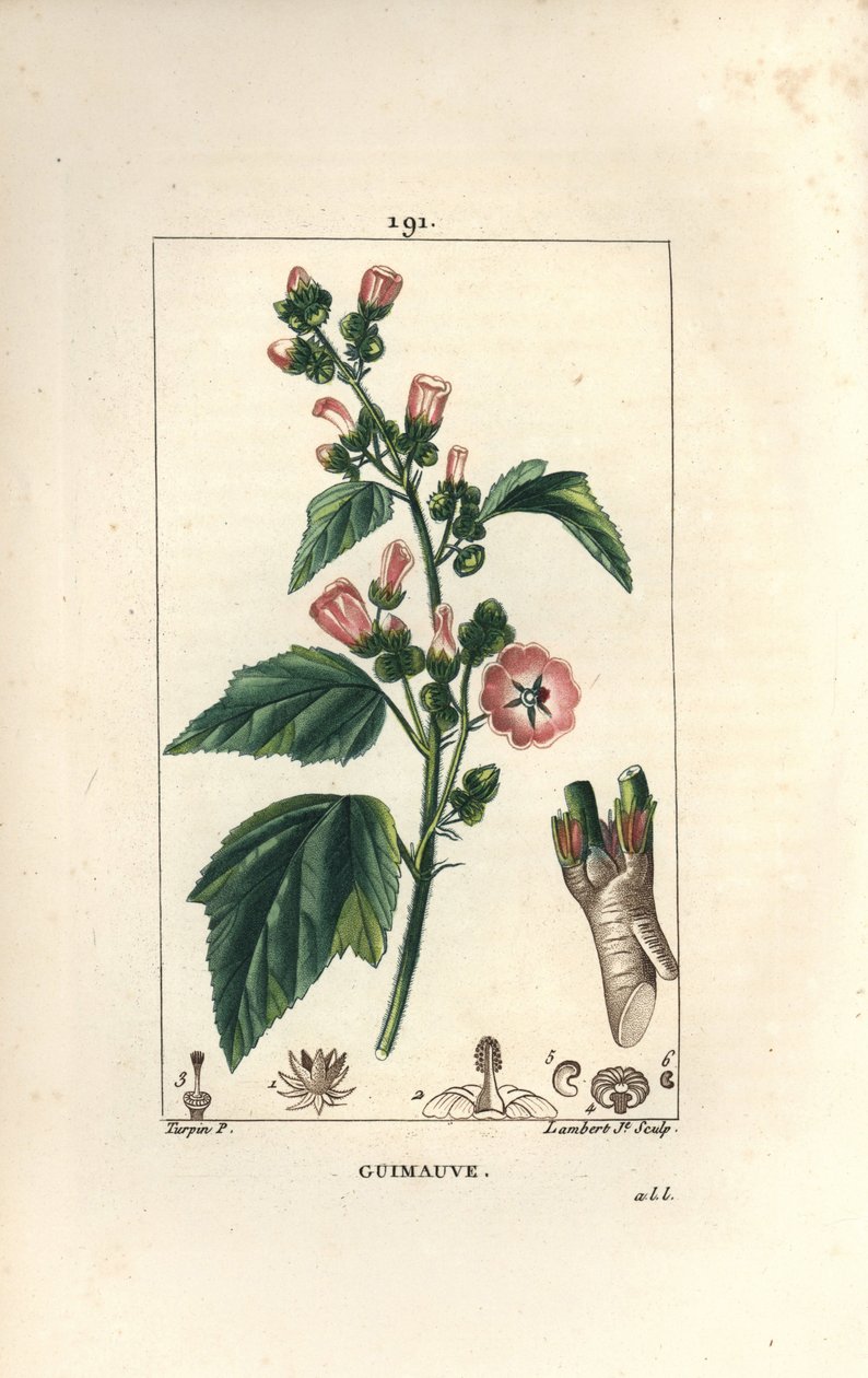 Marshmallow, Wild Marshmallow tai White Mallow - Marshmallow, Althaea officinalis. Lambert Juniorin käsinvärinen pistekuparikaiverrus Pierre Jean-Francois Turpinin piirroksesta Chaumetonista, Poiret