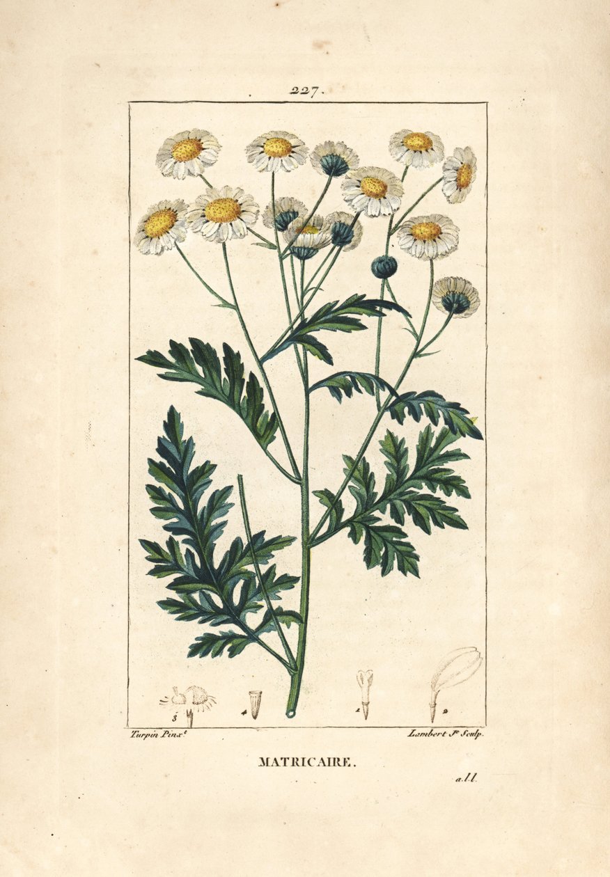 Matricary - Feverfew, Matricaria vulgaris. Lambert Juniorin käsinvärinen pistekuparikaiverrus Pierre Jean-Francois Turpinin piirustuksesta Chaumetonista, Poiret