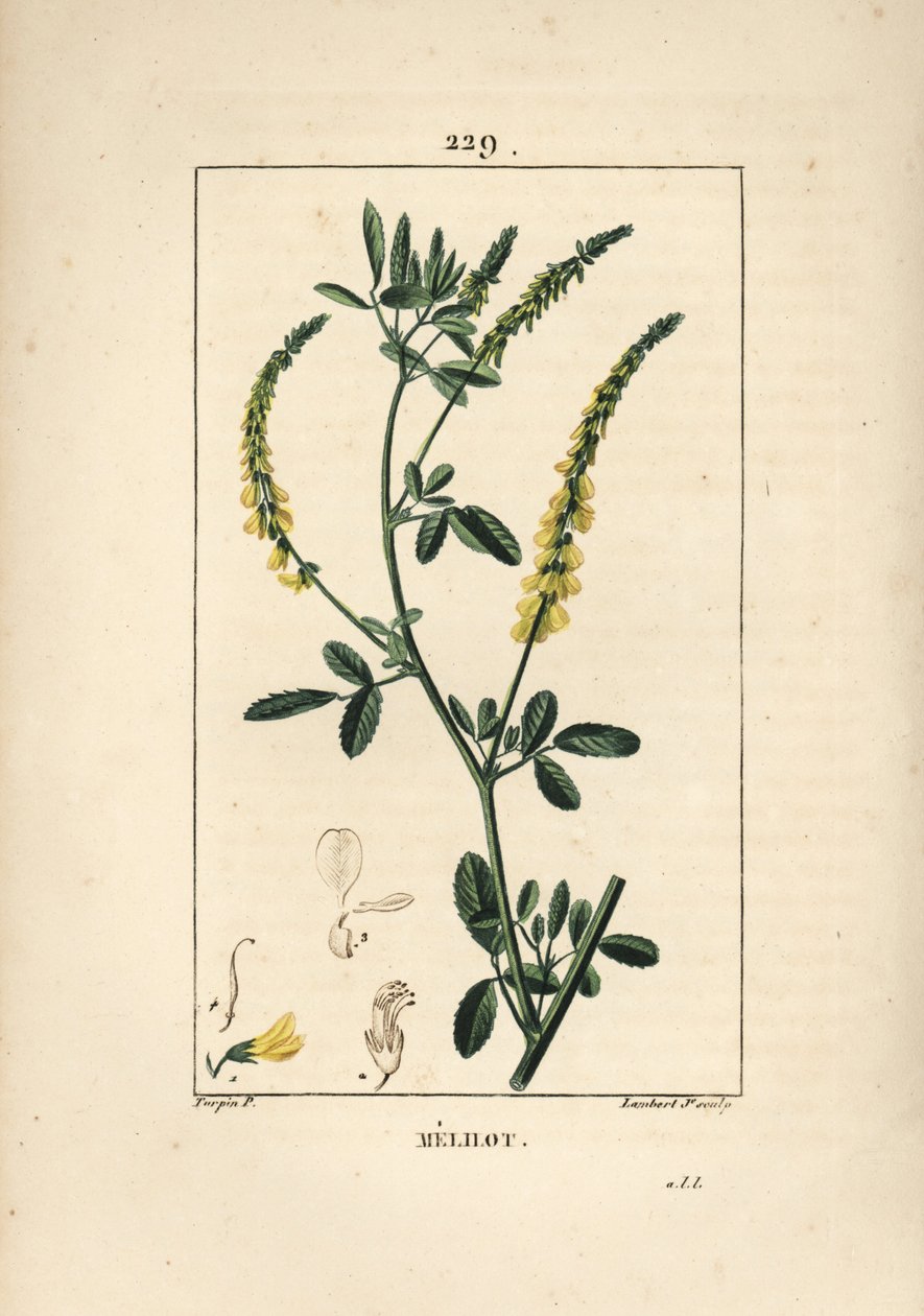 Melilot - Melilot apilotti, Melitotus officinarum. Lambert Juniorin käsinvärinen pistekuparikaiverrus Pierre Jean-Francois Turpinin piirustuksesta Chaumetonista, Poiret