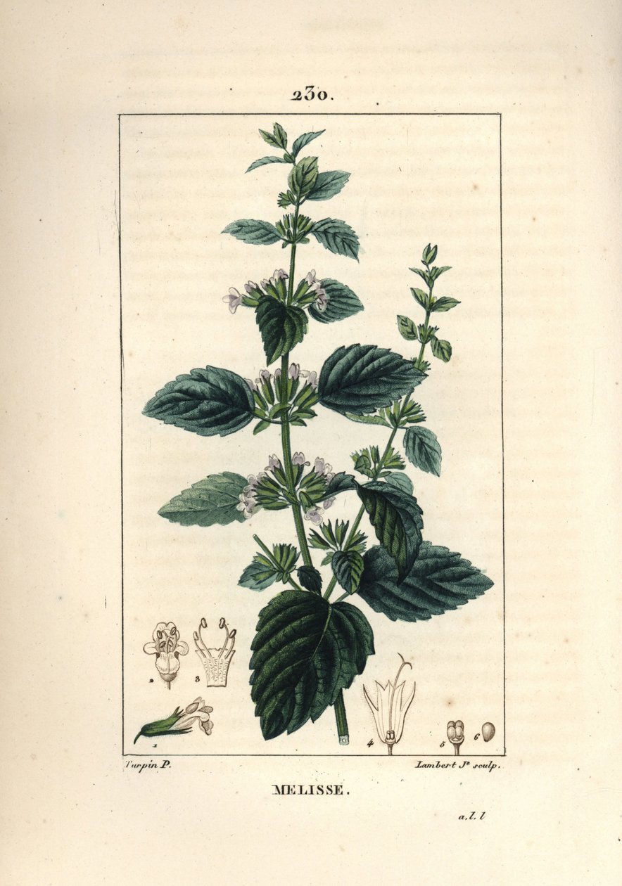 Melisse des jardins tai viljelty melisse - Balm, Melissa hydrtensis. Lambert Juniorin käsinvärinen pistekuparikaiverrus Pierre Jean-Francois Turpinin piirroksesta Chaumetonista, Poiret