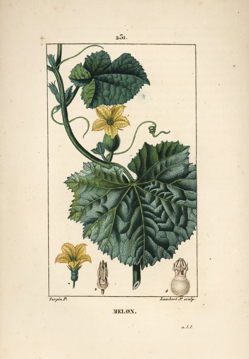 Melon Flowers - Melonin kukka, Cucumis melo, kukka, lehti ja lonkero. Lambert Juniorin käsinvärinen pistekuparikaiverrus Pierre Jean-Francois Turpinin piirroksesta Chaumetonista, Poiret