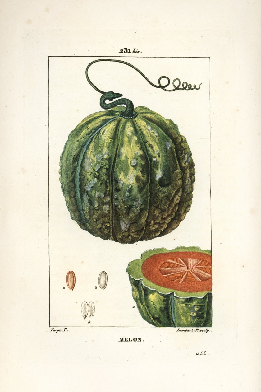 Meloni, hedelmä - Meloni, Cucumis melo, hedelmät osassa. Lambert Juniorin käsinvärinen pistekuparikaiverrus Pierre Jean-Francois Turpinin piirustuksesta Chaumetonista, Poiret