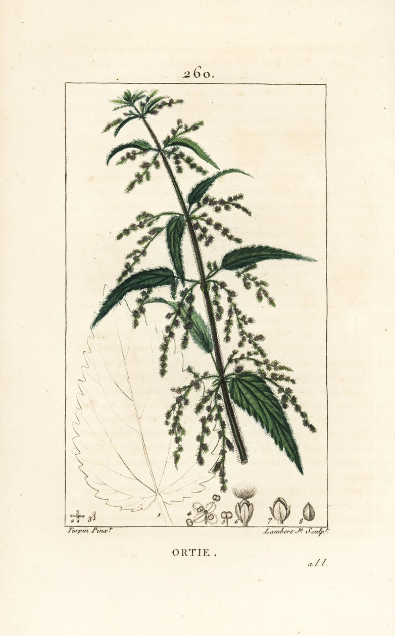 Nokkonen - Tavallinen nokkonen, Urtica dioica, kukkien, siementen, varren ja lehtien ääriviivat. Lambert Juniorin käsinvärinen pistekuparikaiverrus Pierre Jean-Francois Turpinin piirustuksesta Chaumetonista, Poiret