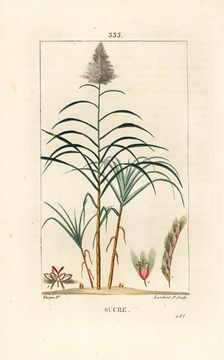Jaloruoko - Sokeriruoko, Saccharum officinarum. Lambert Juniorin käsinvärinen pistekuparikaiverrus Pierre Jean-Francois Turpinin piirustuksesta Chaumetonista, Poiret