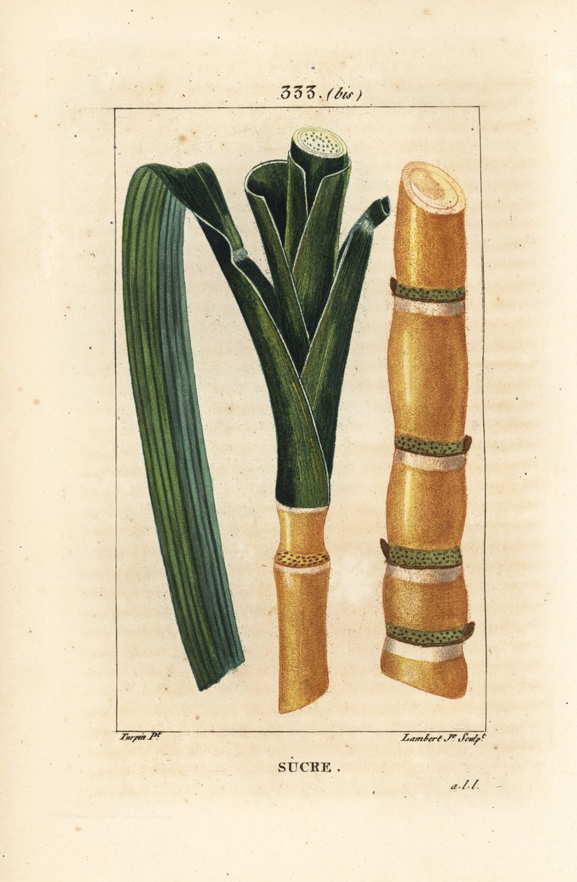 Jaloruoko - Sokeriruoko, Saccharum officinarum, varsi ja lehti. Lambert Juniorin käsinvärinen pistekuparikaiverrus Pierre Jean-Francois Turpinin piirustuksesta Chaumetonista, Poiret