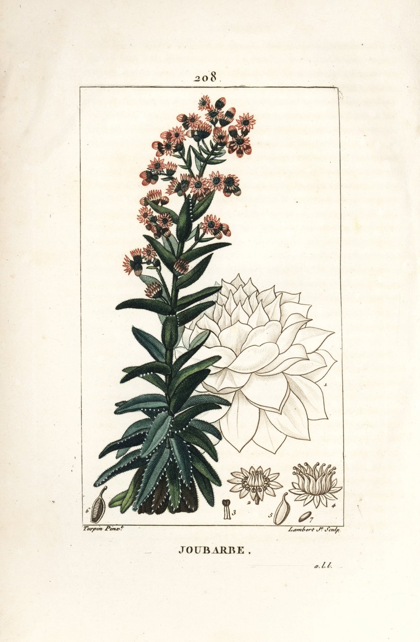 Orpin - Tavallinen kotipurjo, Sedum majus. Lambert Juniorin käsinvärinen pistekuparikaiverrus Pierre Jean-Francois Turpinin piirustuksesta Chaumetonista, Poiret