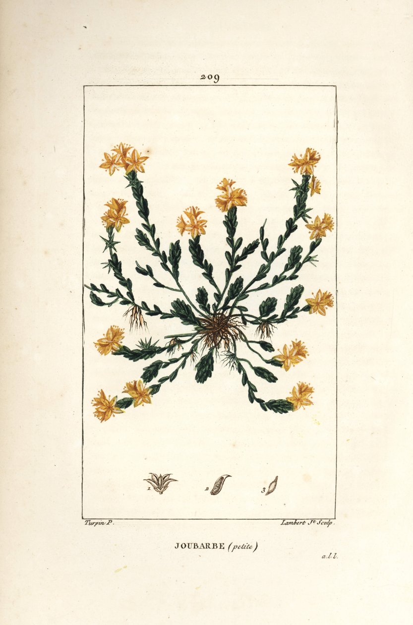 Orpin acre - Golden stonecrop, Sedum acre. Lambert Juniorin käsinvärinen pistekuparikaiverrus Pierre Jean-Francois Turpinin piirustuksesta Chaumetonista, Poiret