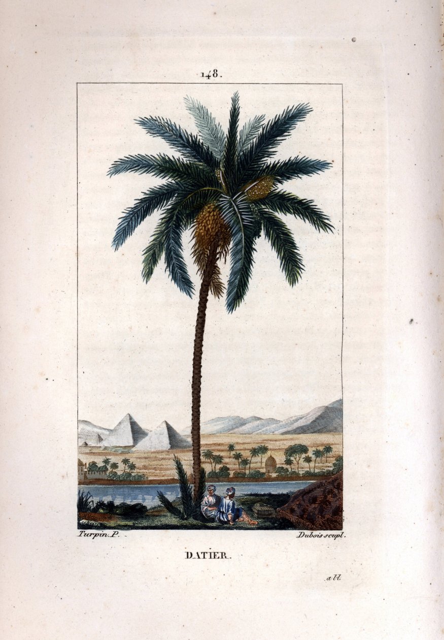 Palm a taatelit Taatelipalmu, Phoenix dactylifera, jossa näkyy hedelmiä ja lehtiä maisemaa vasten pyramidien ja joen kanssa. Dubois