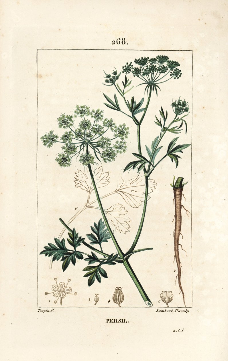 Persilja - Puutarhapersilja, Petroselinum crispum, kukilla, lehdillä, varrella, juurilla ja siemenillä. Lambert Juniorin käsinvärinen pistekuparikaiverrus Pierre Jean-Francois Turpinin piirroksesta Chaumetonista, Poiret