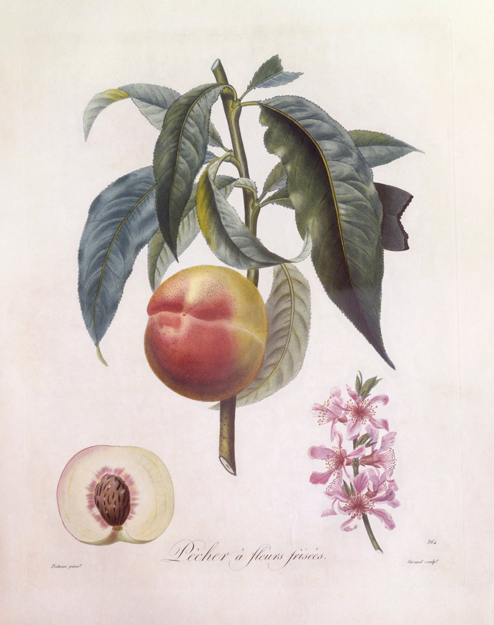 Persikka (Prunus persica), Henry Louis Duhamel du Monceau, Pierre Jean Francois Turpinin kasvitieteellinen levy tekijältä Pierre Jean Francois Turpin