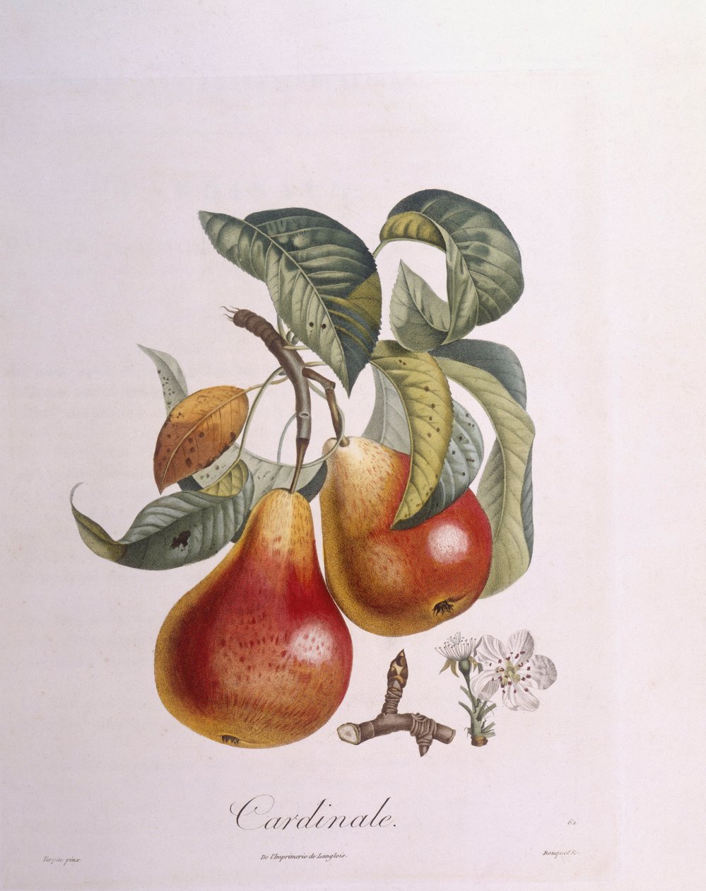 Päärynä "kardinaali" Henry Louis Duhamel du Monceau, Pierre Jean Francois Turpinin kasvitieteellinen levy tekijältä Pierre Jean Francois Turpin