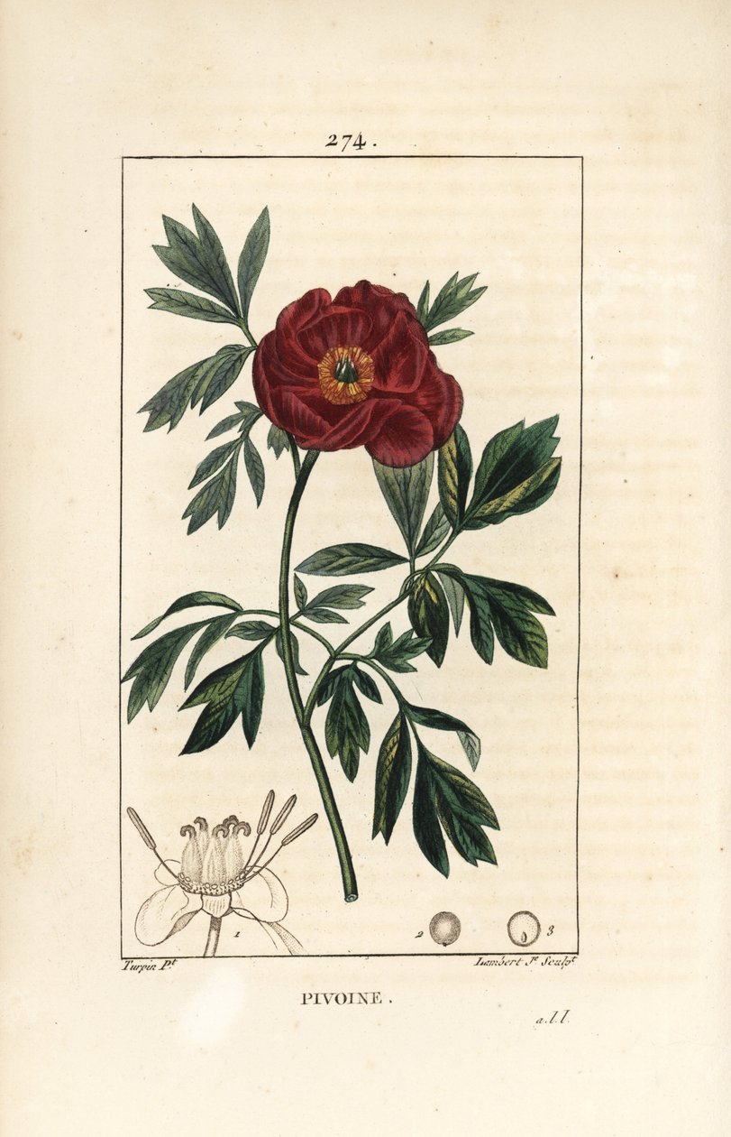 Peony officinale - Euroopan pioni, Paeonia officinalis, kukka, lehti ja kukkaosien ääriviivat. Lambert Juniorin käsinvärinen pistekuparikaiverrus Pierre Jean-Francois Turpinin piirroksesta Chaumetonista, Poiret