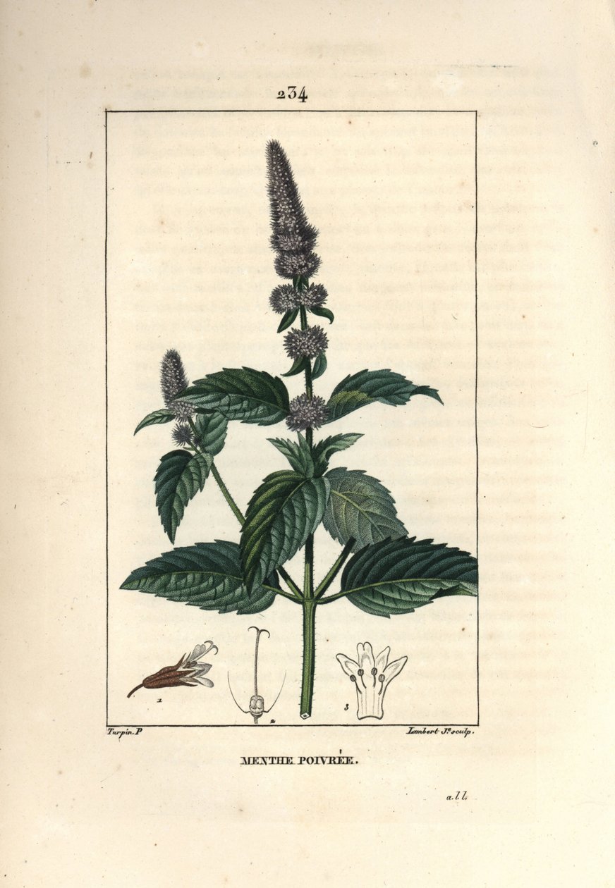 Piparminttu - Piparminttu, Mentha piperita. Lambert Juniorin käsinvärinen pistekuparikaiverrus Pierre Jean-Francois Turpinin piirustuksesta Chaumetonista, Poiret