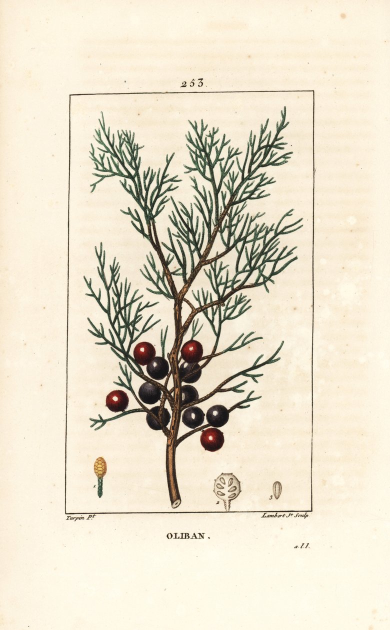 Phoenicie tai Lycia Juniper tai Red Juniper - foinikialainen kataja, arar tai suitsuke, Juniperus phoenicea, oksalla, lehdellä ja marjalla. Lambert Juniorin käsinvärinen pistekuparikaiverrus Pierre Jean-Francois Turpinin piirustuksesta, Chaumeton, Po tekijältä Pierre Jean Francois Turpin