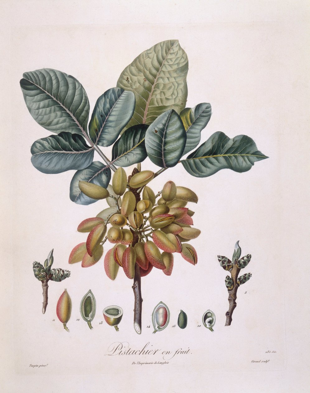 Pistaasi (Pistacia vera), Henry Louis Duhamel du Monceau, Pierre Jean Francois Turpinin kasvitieteellinen levy tekijältä Pierre Jean Francois Turpin