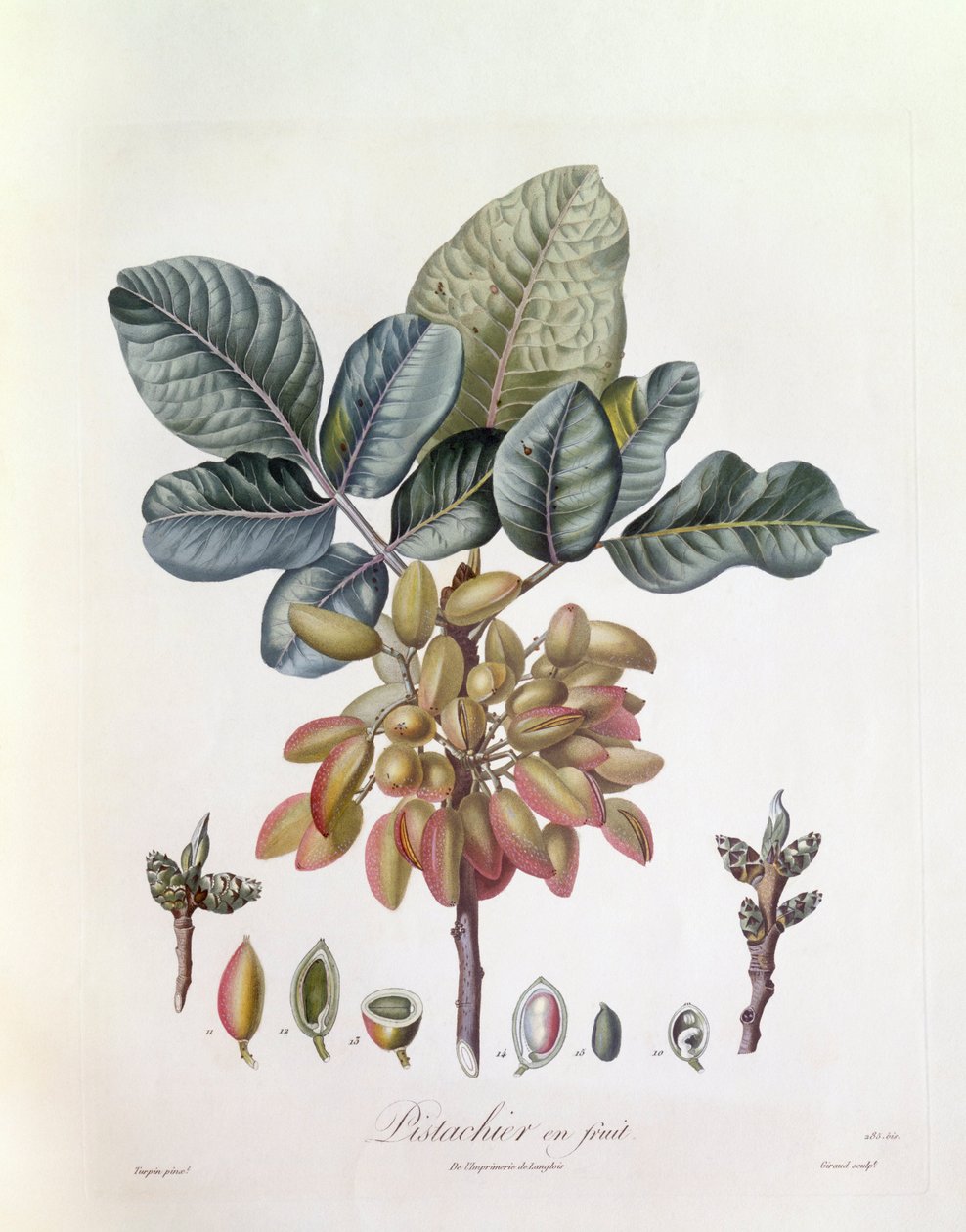 Pistaasi (Pistacia vera), Henry Louis Duhamel du Monceau, Pierre Jean Francois Turpinin kasvitieteellinen levy tekijältä Pierre Jean Francois Turpin