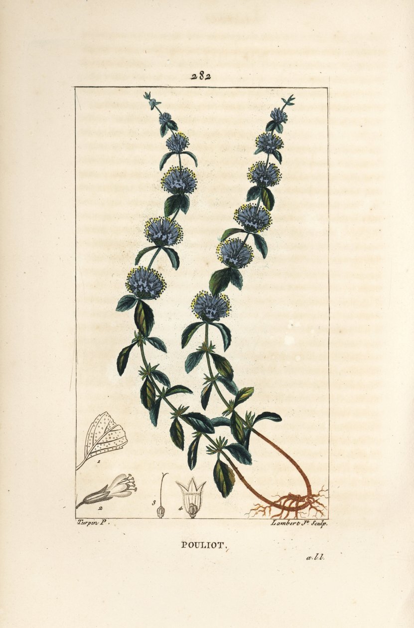Pouliot Mint - Pennyroyal minttu, Mentha pulegium, kukka, lehti, varsi, juuri ja siemen. Lambert Juniorin käsinvärinen pistekuparikaiverrus Pierre Jean-Francois Turpinin piirroksesta Chaumetonista, Poiret