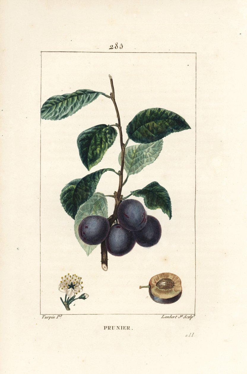 Luumu - Luumu tai luumupuu, Prunus domestica, jossa on hedelmiä, lehtiä, kukkia, oksia ja kypsiä hedelmiä. Lambert Juniorin käsinvärinen pistekuparikaiverrus Pierre Jean-Francois Turpinin piirroksesta Chaumetonista, Poiret