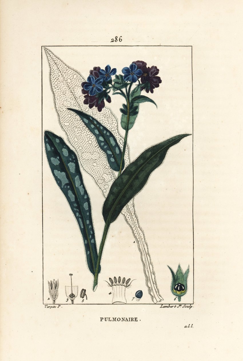 Pulmonary officinale - Keuhkojuuri, Pulmonaria officinalis, kukka, lehti, varsi ja lehti ääriviivattuna. Lambert Juniorin käsinvärinen pistekuparikaiverrus Pierre Jean-Francois Turpinin piirustuksesta Chaumetonista, Poiret