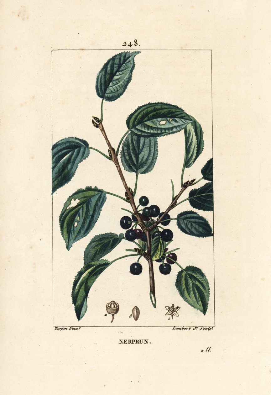 Purgatiivinen tyrni, katarsinen tyrni tai virallinen tyrni - Purging tyrni, Rhamnus cathartica. Lambert Juniorin käsinvärinen pistekuparikaiverrus Pierre Jean-Francois Turpinin piirustuksesta Chaumetonista, Poiret