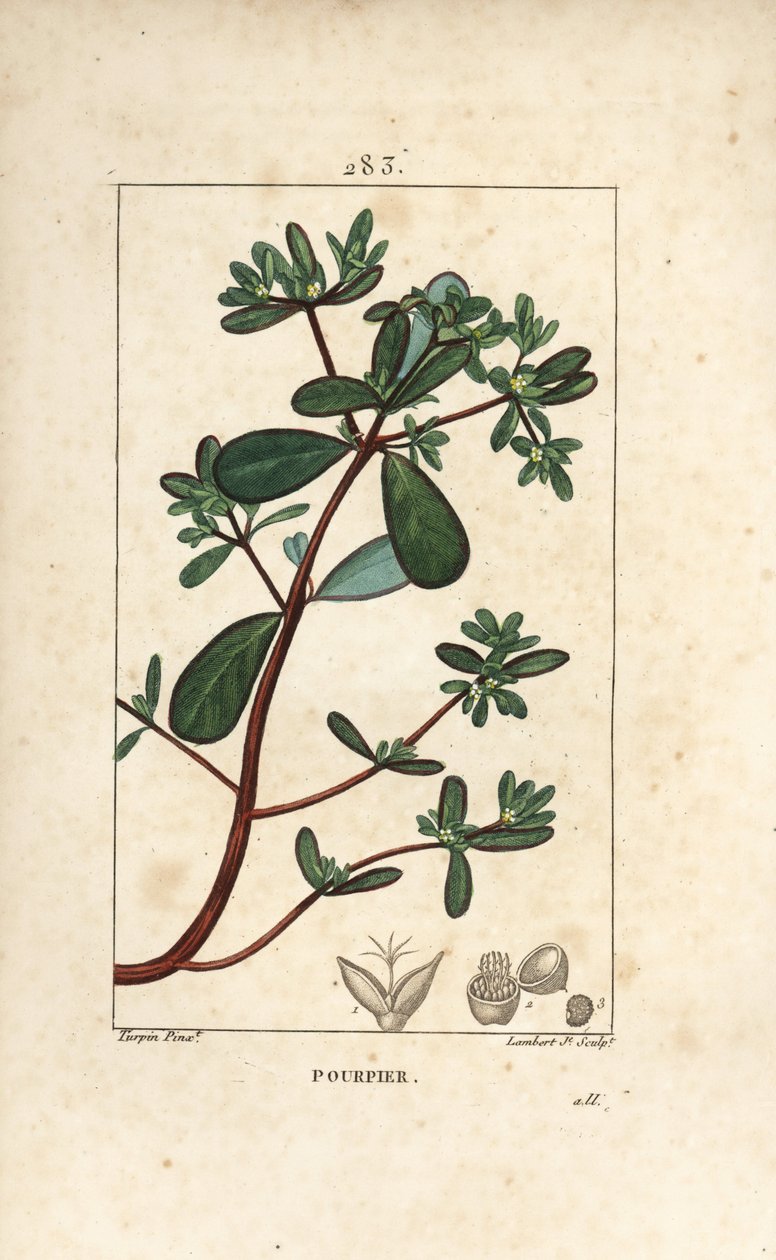Purslane, Porcelaani, Porculaca oleracea, lehtiä, varsia ja kukkia. Lambert Juniorin käsinvärinen pistekuparikaiverrus Pierre Jean-Francois Turpinin piirroksesta Chaumetonista, Poiret